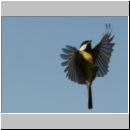 Parus major - Kohlmeise 17.jpg